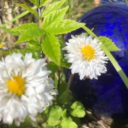 Apartment Reetdachhaus Rüxbüll *