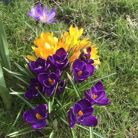 Apartment Reetdachhaus Rüxbüll *