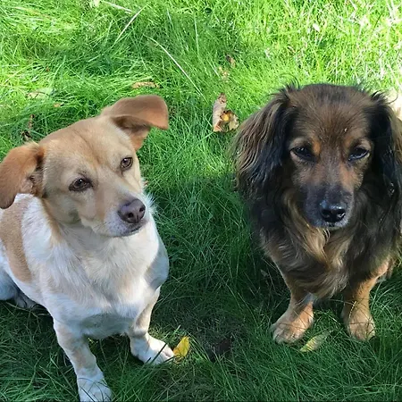 Reetdachhaus Rüxbüll Apartment Vollerwiek