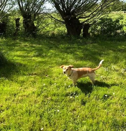 Reetdachhaus Ruexbuell Apartment *